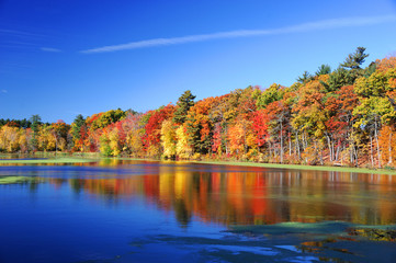 autumn colorful trees under morning sunlight reflecting in tranquil river