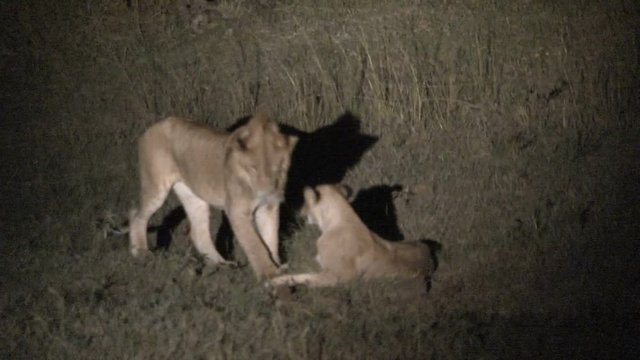 Pair of Lionesses wrestling at night