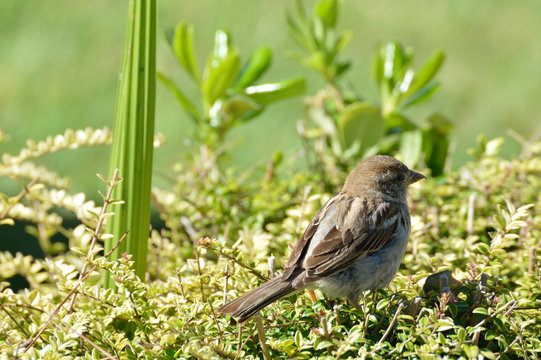 passero