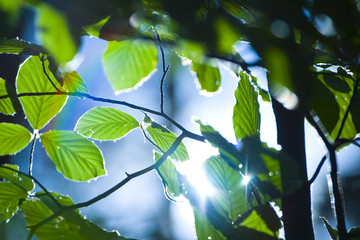 Leaves in sunlight