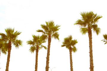 Fototapeta premium palm tree top view