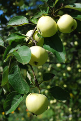 Green ripe delicious apples grow on a tree in the garden - harvest time
