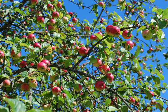 Red ripe delicious apples grow on a tree in the garden - harvest time
