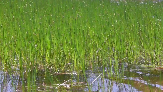 des plantes aquatiques sortant d'un lac de montagne avec l'ondulation de l'eau