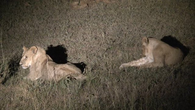 Pair of Lionesses wrestling at night