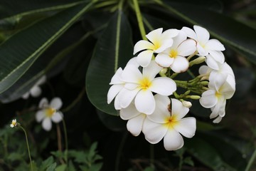 Plumeria, Frangipani, Temple Tree 
