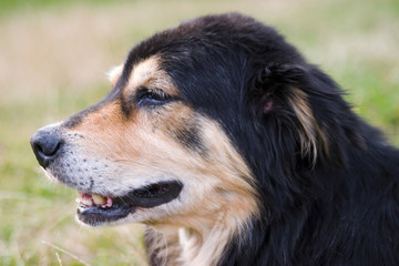 Profile of dog