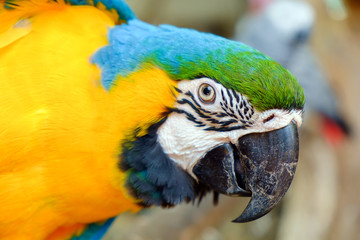 Macaw parrot / View of colorful macaw parrot.
