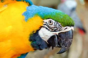 Foto op Canvas Macaw parrot / View of colorful macaw parrot. © wimage72