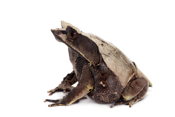 The long-nosed horned frog on white