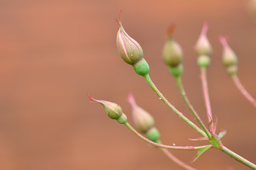 Rose buds