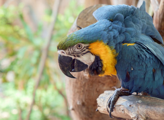 Macaw parrot / View of colorful macaw parrot.