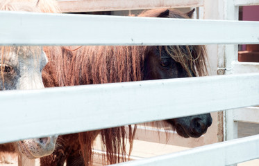 Dwarf horse / View of dwarf horse in the farm.