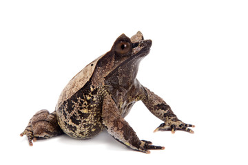 The long-nosed horned frog on white