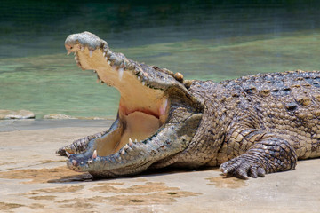 Fototapeta premium Krokodyl / Widok bagna krokodyli z otwartymi ustami.