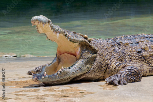Crocodile With Mouth Open 88