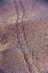 Bug traces in sand
