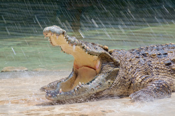 Fototapeta premium Crocodile / View of crocodile swamp with open mouth.