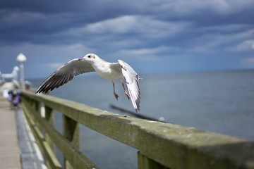 Starting laughing gull or sea gull from banister of old wooden landing pier in the coast of |Baltic sea in east Germany. Picture taken in the summer in the sun but before storm with heavy dark clouds.