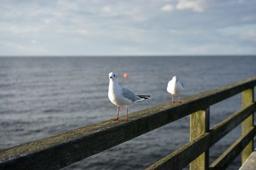Sitting laughing gulls or sea gulls on banister of old wooden landing pier in the coast of Baltic sea in east Germany. Picture taken in the summer in the suny day but with beautiful white clouds.