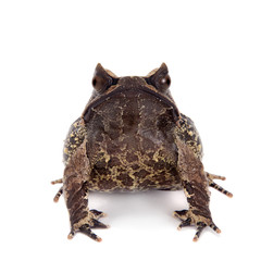 The long-nosed horned frog on white © Farinoza