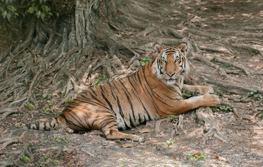 Tiger / View of tiger relax under the tree.