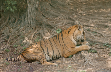 Tiger / View of tiger relax under the tree.
