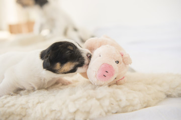 newborn puppy with luck pig - 12 days old 