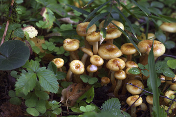 Photo of honey mushrooms in forest, close-up