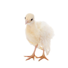 Indian peafowl chicken on white
