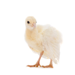 Indian peafowl chicken on white