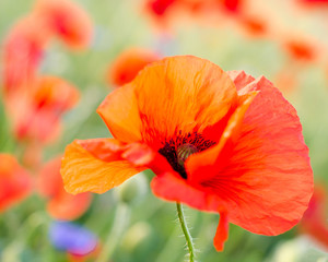 Obraz premium Summer happiness, summer beauty: meadow with red poppies :) 