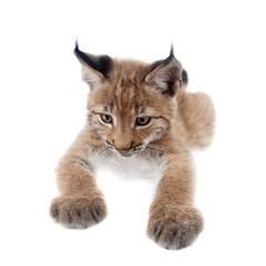 Fototapeta premium Eurasian Lynx cub on white