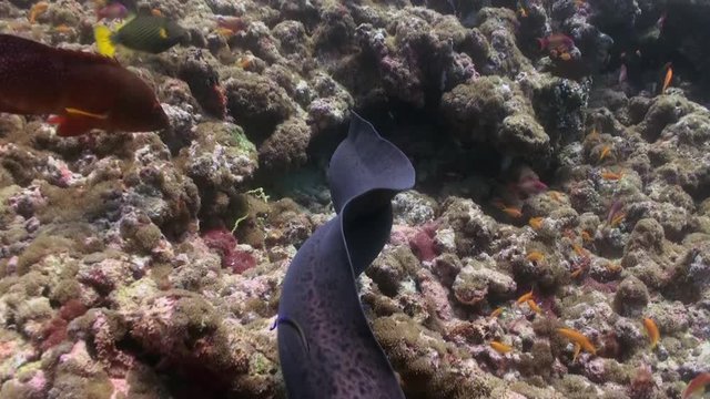Large moray eel swim on the reef in search of food. Amazing, beautiful underwater marine life world of sea creatures in Maldives. Scuba diving and tourism.