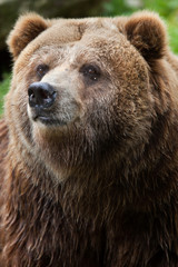 Obraz na płótnie Canvas Mainland grizzly (Ursus arctos horribilis).