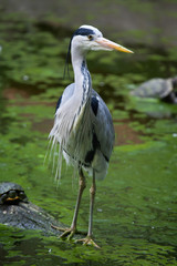 Fototapeta premium Grey heron (Ardea cinerea).