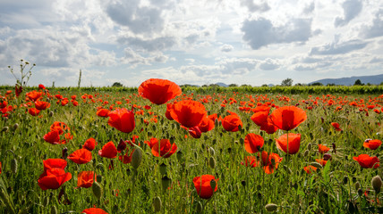 Summer happiness, summer beauty: meadow with red poppies :) 