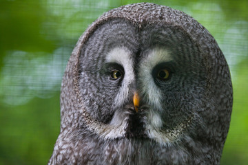 Great grey owl (Strix nebulosa).