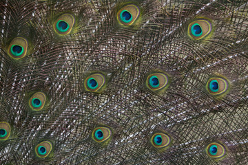 Obraz premium Plumage of the Indian peafowl (Pavo cristatus).