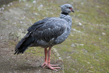 Southern screamer (Chauna torquata).