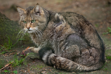 European wildcat (Felis silvestris silvestris). © Vladimir Wrangel