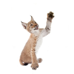 Eurasian Lynx cub on white © Farinoza