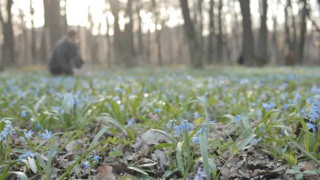 Woman makes bouquet of snowdrops with blur