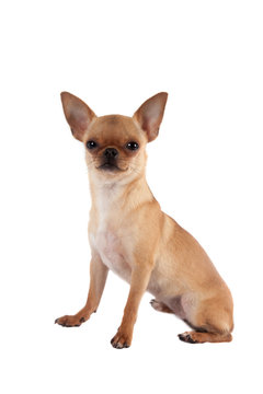 Chihuahua, 7 month old, on the white background