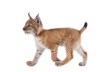 Obraz premium Eurasian Lynx cub on white