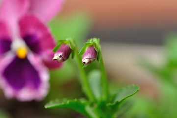 Pansy flower buds