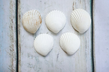 Fototapeta na wymiar Sea shells form olympic rings on wooden background