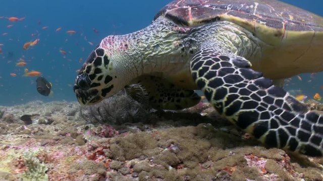 Hawksbill sea turtle swimming eating on coral reef. Amazing, beautiful underwater marine life world of sea creatures in Maldives. Scuba diving and tourism.