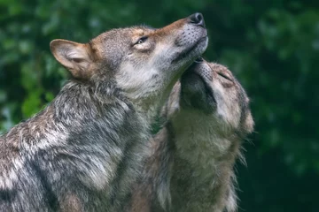 Store enrouleur tamisant Loup canis lupus