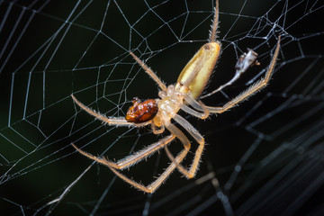 spider in cobweb